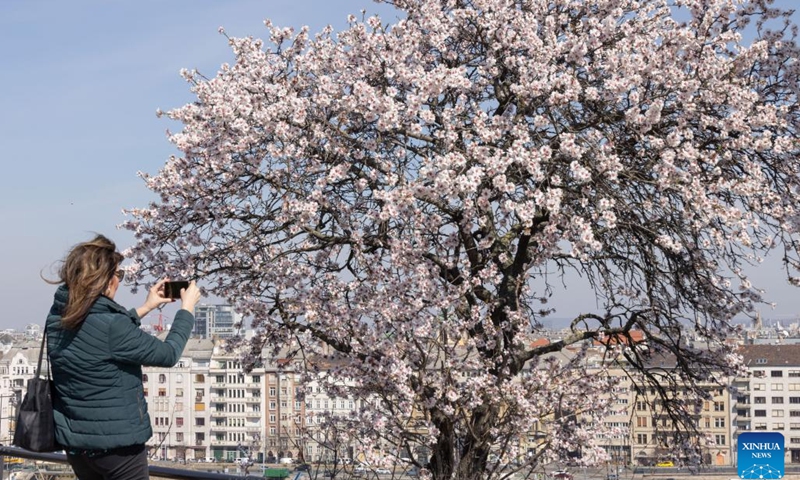 Blooming almond flowers are seen at a hill-top lookout along with a downtown view in Budapest, Hungary on March 13, 2023.(Photo: Xinhua)