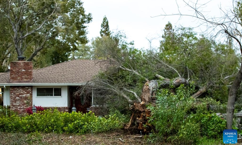 A tree is brought down by high wind in Los Altos, San Francisco, California, the United States, March 14, 2023. An atmospheric river arrived in U.S. Northern California Tuesday morning, bringing heavy rains and high wind throughout the San Francisco Bay Area.(Photo: Xinhua)
