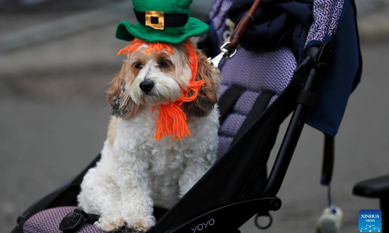 A dog attends the St. Patrick's Day Parade in London, Britain, on March 12, 2023.(Photo: Xinhua)
