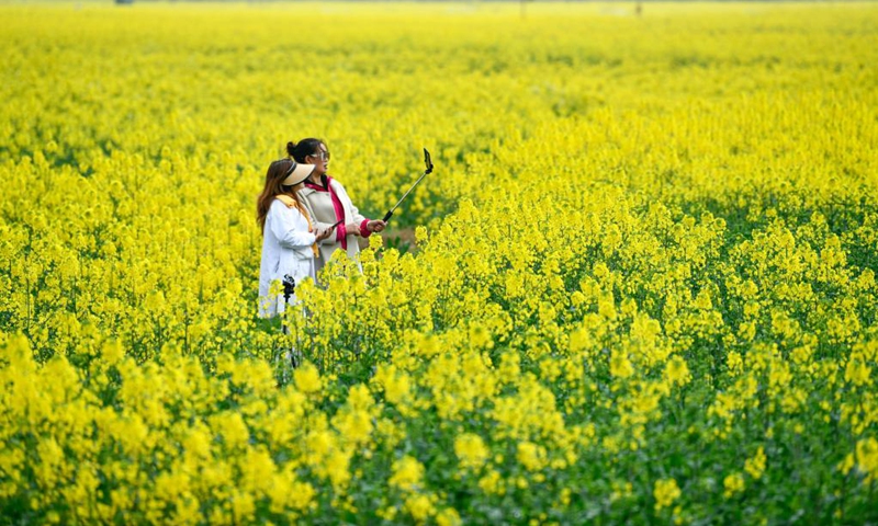 People visit cole flower fields in Panjiang Township of Guiding County, southwest China's Guizhou Province, March 12, 2023.(Photo: Xinhua)