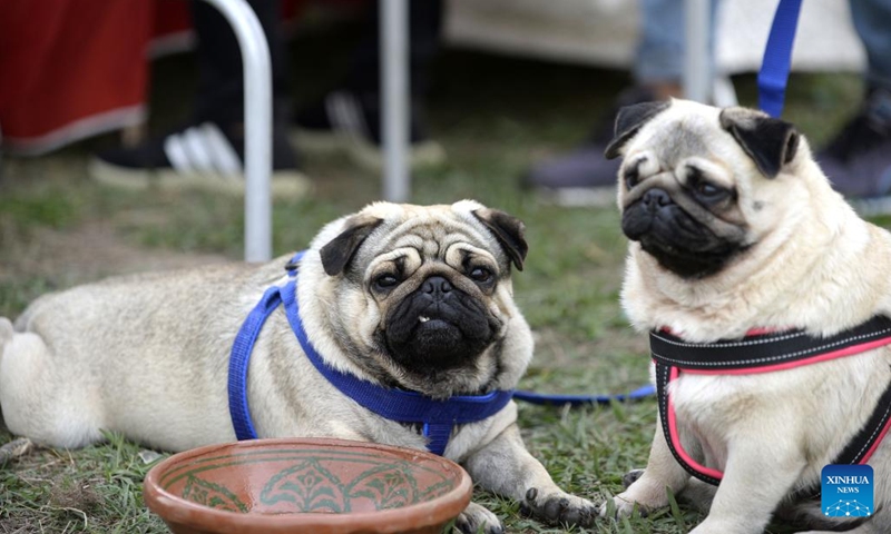 Pug dogs are seen during a dog show in Islamabad, Pakistan, on March 12, 2023.(Photo: Xinhua)
