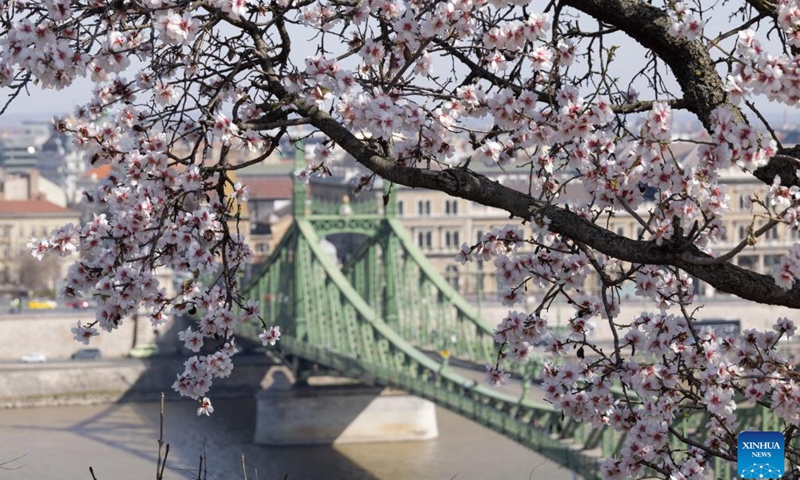 Blooming almond flowers are seen at a hill-top lookout along with a downtown view in Budapest, Hungary on March 13, 2023.(Photo: Xinhua)