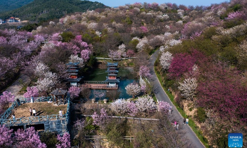 This aerial photo taken on March 13, 2023 shows cherry blossoms in Tangbu Village of Yuhang District in Hangzhou, east China's Zhejiang Province. The cherry blossoms in full bloom attracted many tourists.(Photo: Xinhua)
