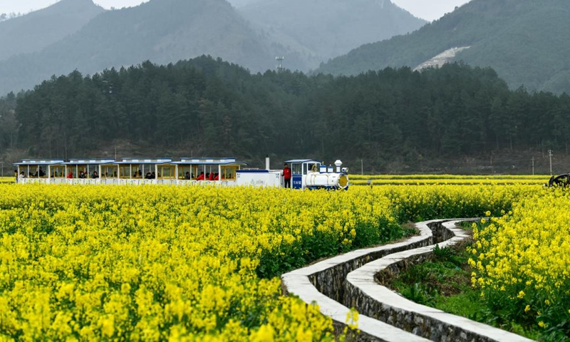 Visitors take sightseeing mini trains to enjoy cole flowers in Panjiang Township of Guiding County, southwest China's Guizhou Province, March 12, 2023.(Photo: Xinhua)