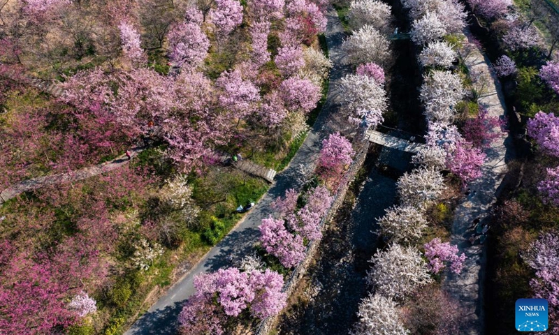 This aerial photo taken on March 13, 2023 shows cherry blossoms in Tangbu Village of Yuhang District in Hangzhou, east China's Zhejiang Province. The cherry blossoms in full bloom attracted many tourists.(Photo: Xinhua)