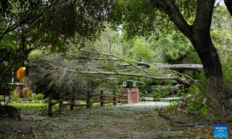 A tree is brought down by high wind in Los Altos, San Francisco, California, the United States, March 14, 2023. An atmospheric river arrived in U.S. Northern California Tuesday morning, bringing heavy rains and high wind throughout the San Francisco Bay Area.(Photo: Xinhua)