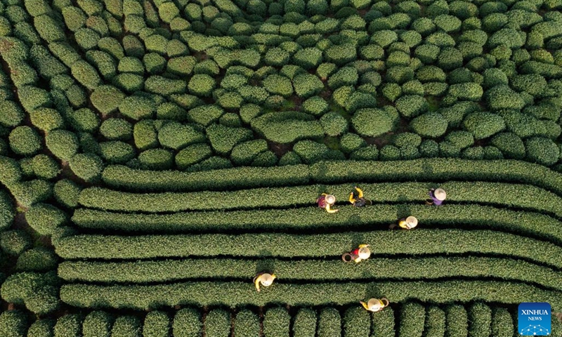This aerial photo taken on March 13, 2023 shows tea-picking workers harvesting Longjing tea leaves at a tea garden in Longjing Village of Hangzhou, east China's Zhejiang Province. Longjing tea, also known as West Lake Dragon Well tea, is characterized by its green color, delicate aroma, mellow taste and beautiful shape.(Photo: Xinhua)
