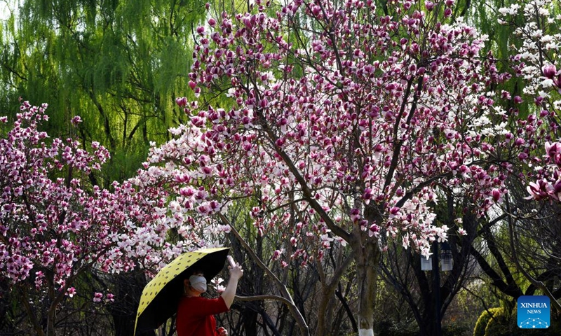 A woman takes pictures of spring flowers at Daming Palace National Heritage Park in Xi'an, northwest China's Shaanxi Province, March 14, 2023.(Photo: Xinhua)