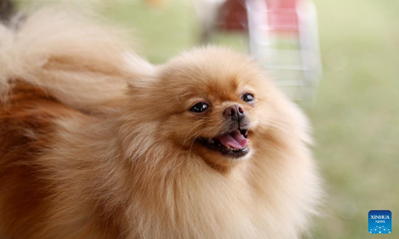 A pomeranian is seen during a dog show in Islamabad, Pakistan, on March 12, 2023.(Photo: Xinhua)