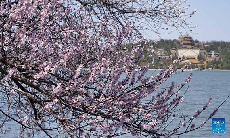 Blooming peach blossoms are seen at the Summer Palace in Beijing, capital of China, March 12, 2023. (Xinhua/Li Xin)