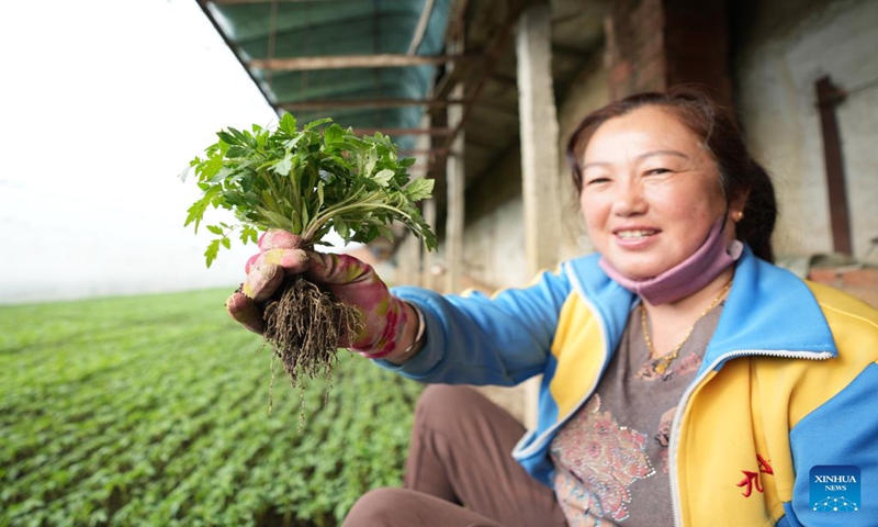 A villager holds tomato seedlings in her hand at a greenhouse in Wanxing Village of Changqing Township, Jiamusi, northeast China's Heilongjiang Province, March 9, 2023. In Heilongjiang Province, though the temperature is still low in early spring, villagers are taking advantage of greenhouses to boost agricultural production efficiency and increase their income. (Photo: Xinhua)