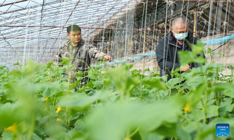 Villagers work at a greenhouse in Xingsheng Village of Ning'an Town, Ning'an City, Mudanjiang, northeast China's Heilongjiang Province, March 10, 2023. In Heilongjiang Province, though the temperature is still low in early spring, villagers are taking advantage of greenhouses to boost agricultural production efficiency and increase their income. (Photo: Xinhua)