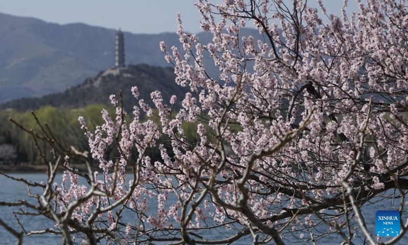 Blooming peach blossoms are seen at the Summer Palace in Beijing, capital of China, March 12, 2023. (Xinhua/Li Xin)