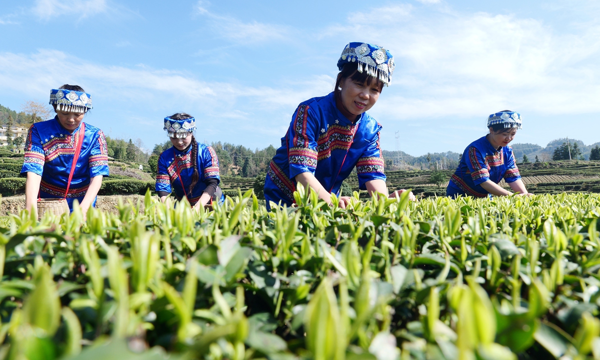 Farmers are busy picking tea leaves in a garden in Miao Autonomous Prefecture of Enshi, Central China's Hubei Province on March 14, 2023. It's harvest season for the spring tea plants. Photo: VCG
