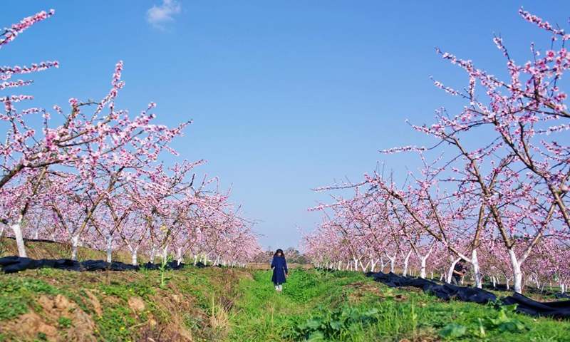 Peach blossoms bloom in Jinfeng township