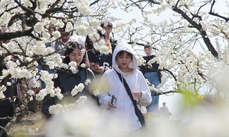 Tourists from both China and abroad enjoy the plum blossoms trees