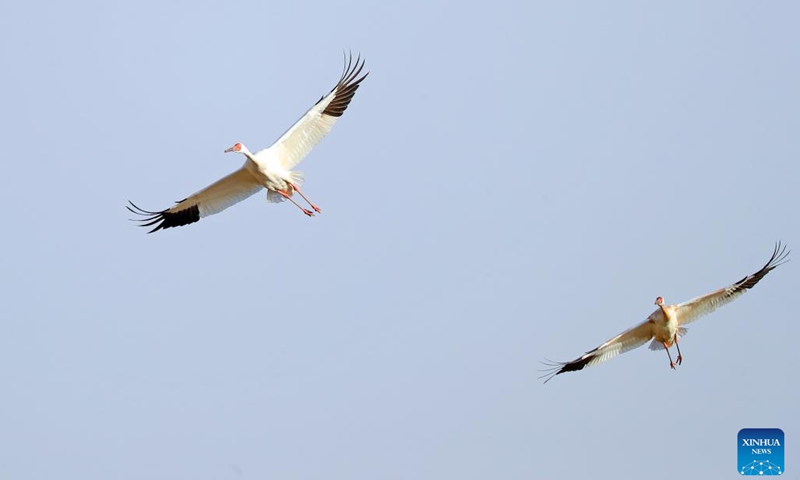 This photo taken on March 15, 2023 shows white cranes at Huanzidong wetland in Faku County, northeast China's Liaoning Province.(Photo: Xinhua)