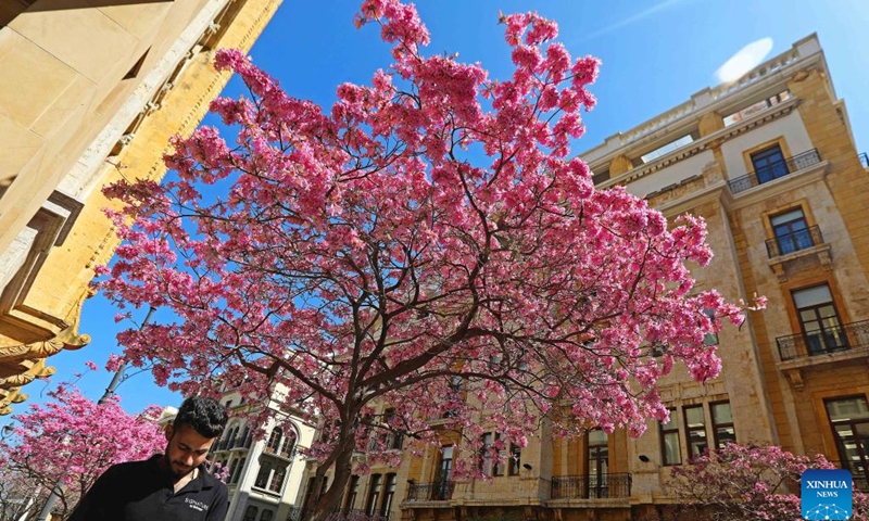 A man walks under blooming flowers in downtown Beirut, Lebanon, on March 16, 2023.(Photo: Xinhua)