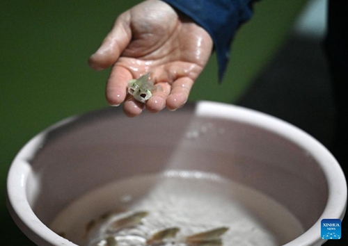 A staff member checks grouper fry at Tianjin Leadar Marine Resources Development Co., Ltd in the Binhai New Area modern agriculture industrial park in north China's Tianjin, on March 16, 2023. The industrial park has more than 90 industrial aquacultural enterprises, with an annual breeding of about 18.6 billion fish fry.(Photo: Xinhua)