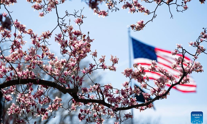 Photo taken on March 16, 2023 shows magnolia tree blooms at the Tidal Basin in Washington, D.C., the United States.(Photo: Xinhua)