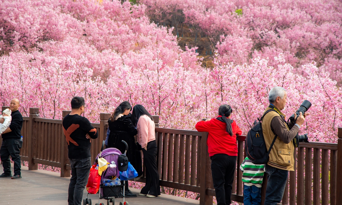 Tourists visit as cherries blossom in Yaojia village in Sanming, East China's Fujian Province on February 24, 2023. Photos: VCG 
