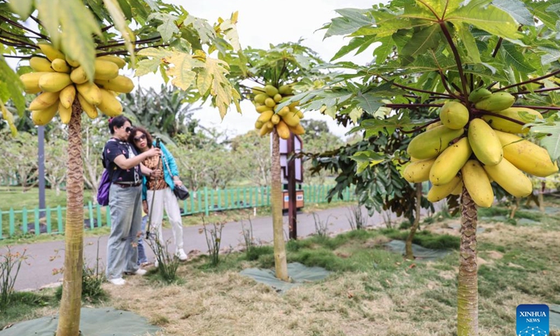 Tourists take photos at a scenic spot featuring tropical fruits in Qionghai, south China's Hainan Province, March 15, 2023. As a key project of a pilot zone for international agricultural cooperation in Hainan Province, the scenic spot has introduced more than 500 kinds of tropical fruits from all over the world, which promotes the integrated development of agriculture and tourism.(Photo: Xinhua)
