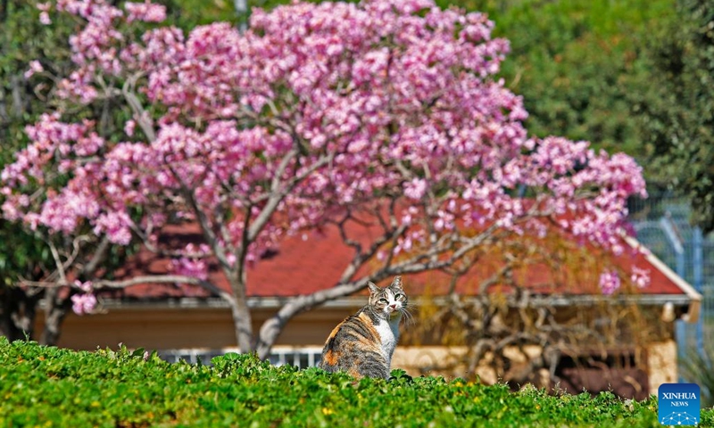A cat basks in front of blooming flowers in downtown Beirut, Lebanon, on March 16, 2023.(Photo: Xinhua)