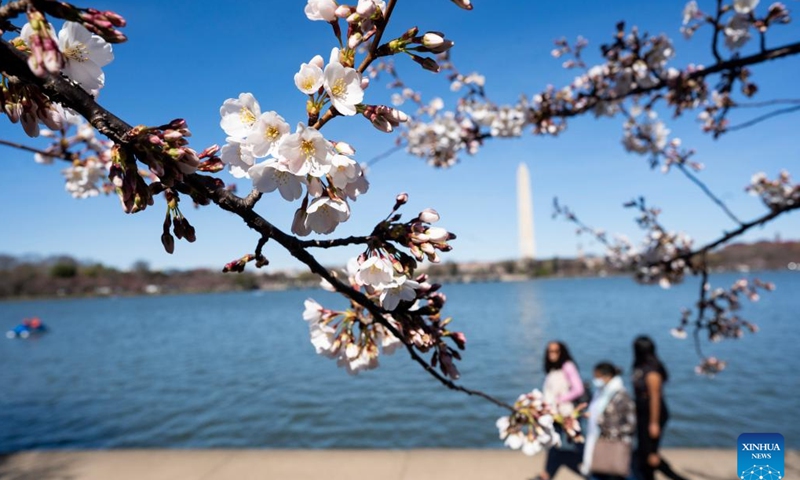 People walk past cherry blossoms at the Tidal Basin in Washington, D.C., the United States, on March 16, 2023.(Photo: Xinhua)