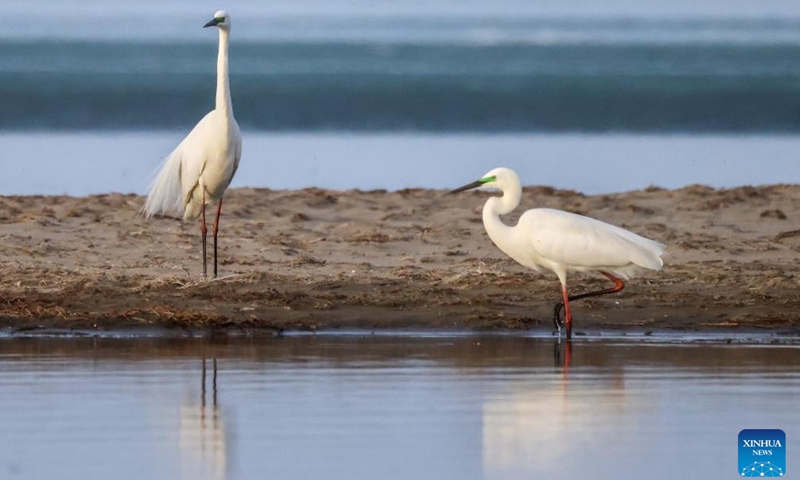 Egrets are seen in the Bosten Lake in Bohu County, northwest China's Xinjiang Uygur Autonomous Region, on March 18, 2023. As the temperature gradually rises, a large number of migratory birds have returned to the Bosten Lake. (Xinhua/Ding Lei)