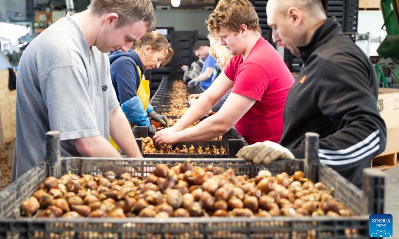 Employees place tulip bulbs at a workshop in Spierdijk, the Netherlands, March 17, 2023. As spring arrives along with the highly anticipated tulip season, the Dutch are ready to welcome visitors and showcase the country's wide tulip fields with vibrant colors. In the Netherlands, which is dubbed as the land of tulips, the tulip season typically runs from mid-March to mid-May, when the flowers gradually blossom till April. (Photo:Xinhua)