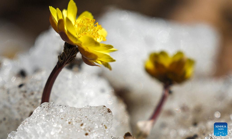 This photo taken on March 20, 2023 shows the blooming adonis amurensis at Jingyuetan national forest park in Changchun, northeast China's Jilin Province.(Photo: Xinhua)