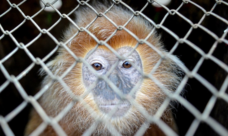 A Javan langur is seen in a cage before being released to the wild at Malang Selatan forest conservation in Malang, East Java, Indonesia, March 20, 2023.(Photo: Xinhua)