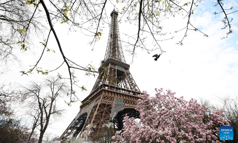 This photo taken on March 19, 2023 shows magnolia blossoms at the Champ de Mars near the Eiffel Tower in Paris, France.(Photo: Xinhua)