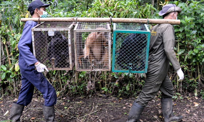 Volunteers carry cages of Javan langurs before releasing them to the wild at Malang Selatan forest conservation in Malang, East Java, Indonesia, on March 20, 2023.(Photo: Xinhua)