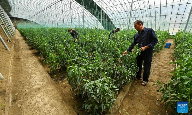 Villagers work at a smart solar greenhouse in a modern agriculture demonstration zone in Bohu County, northwest China's Xinjiang Uygur Autonomous Region, March 19, 2023. In recent years, Bohu County has prioritized the development of modernized agriculture. The advanced technologies have injected new momentum into rural revitalization and agricultural development.(Photo: Xinhua)