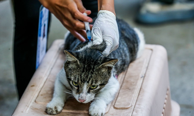 A pet cat receives a free rabies vaccine in Quezon City, the Philippines,  during the country's national rabies awareness month, March 20, 2023.(Photo: Xinhua)