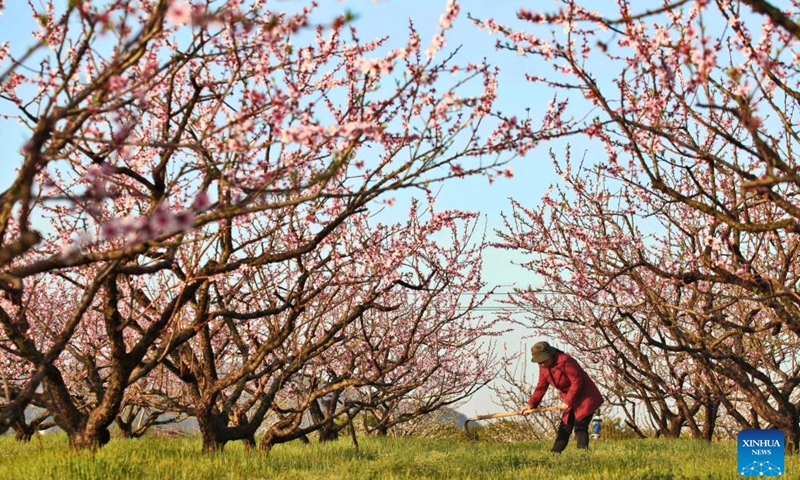 A villager works at a peach orchard in Yongfeng County of Ji'an City, east China's Jiangxi Province, March 21, 2023. Chunfen, or spring equinox, is an important date for Chinese farmers. Not only is it one of the 24 solar terms on the Chinese lunar calendar that reflect changes in the seasons, but it also signals the start of one of the year's busiest farming periods.(Photo: Xinhua)