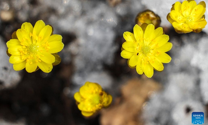 This photo taken on March 20, 2023 shows the blooming adonis amurensis at Jingyuetan national forest park in Changchun, northeast China's Jilin Province.(Photo: Xinhua)