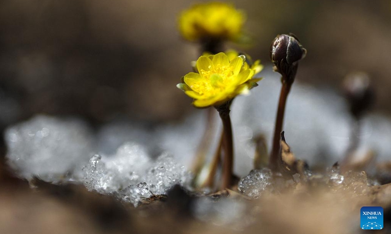 This photo taken on March 20, 2023 shows the blooming adonis amurensis at Jingyuetan national forest park in Changchun, northeast China's Jilin Province.(Photo: Xinhua)