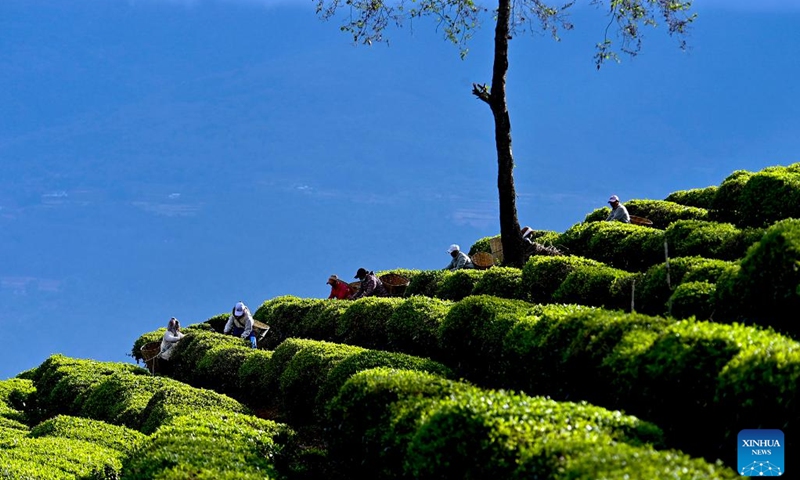 Villagers pick spring tea leaves at a tea garden in Nanjian Yi Autonomous County, southwest China's Yunnan Province, March 21, 2023. Chunfen, or spring equinox, is an important date for Chinese farmers. Not only is it one of the 24 solar terms on the Chinese lunar calendar that reflect changes in the seasons, but it also signals the start of one of the year's busiest farming periods.(Photo: Xinhua)