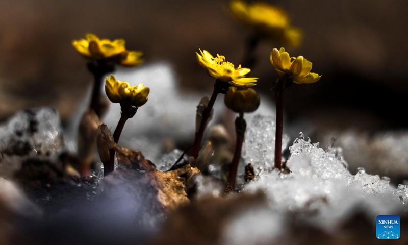 This photo taken on March 20, 2023 shows the blooming adonis amurensis at Jingyuetan national forest park in Changchun, northeast China's Jilin Province.(Photo: Xinhua)