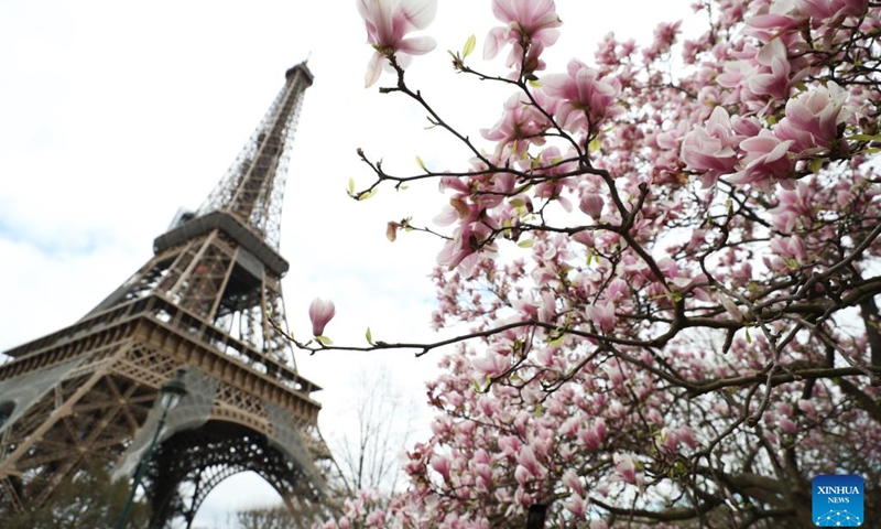 This photo taken on March 19, 2023 shows magnolia blossoms at the Champ de Mars near the Eiffel Tower in Paris, France.(Photo: Xinhua)