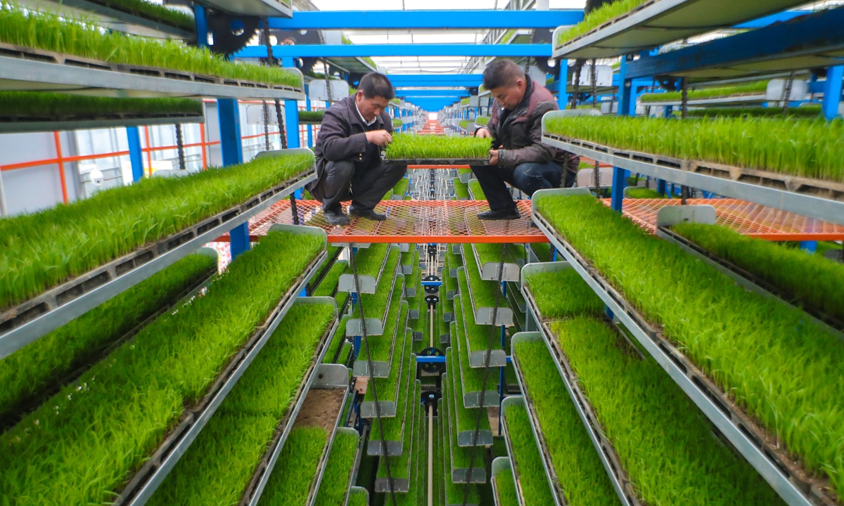 Technicians inside a seedling factory in Central China's Henan Province inspect plant growth on March 21, 2023. The nurtured seedlings will be used for planting in paddy rice fields. The Chinese seed industry is still working to close the gap with developed agricultural economies, according to media reports, citing experts. Photo: cnsphoto