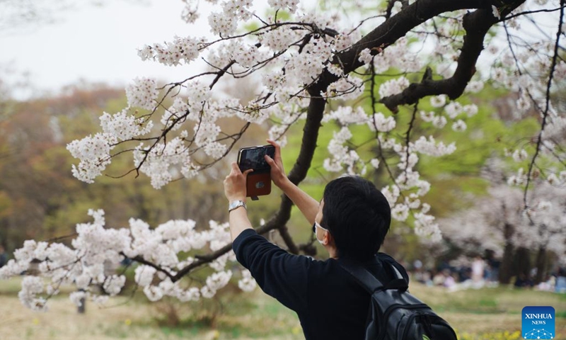 A visitor takes photos of cherry blossoms on the day of the spring equinox at Yoyogi Park in Tokyo, Japan, March 21, 2023.(Photo: Xinhua)