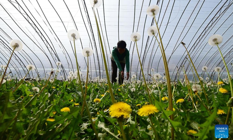 A villager picks dandelion seedlings in Cixian County of Handan City, north China's Hebei Province, March 21, 2023. Chunfen, or spring equinox, is an important date for Chinese farmers. Not only is it one of the 24 solar terms on the Chinese lunar calendar that reflect changes in the seasons, but it also signals the start of one of the year's busiest farming periods.(Photo: Xinhua)