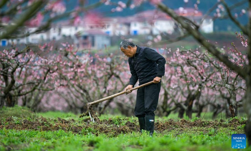 A farmer is hoeing in Yuqing County of Zunyi, southwest China's Guizhou Province, March 21, 2023. Chunfen, or spring equinox, is an important date for Chinese farmers. Not only is it one of the 24 solar terms on the Chinese lunar calendar that reflect changes in the seasons, but it also signals the start of one of the year's busiest farming periods.(Photo: Xinhua)