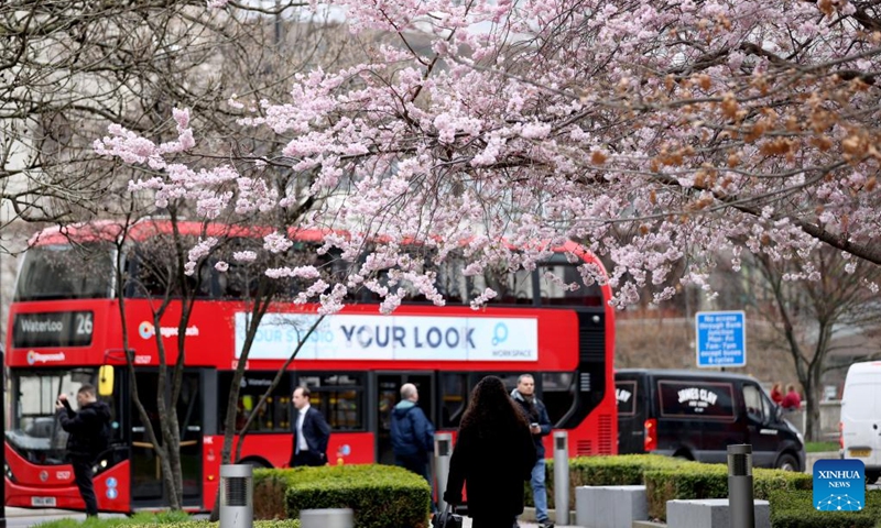 A double-decker bus runs past cherry blossoms in London, Britain, March 22, 2023. Photo: Xinhua