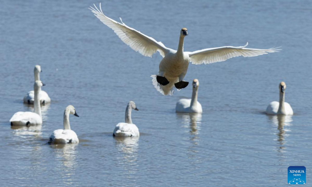Tundra swans are seen at the Aylmer Wildlife Management Area in Aylmer, Ontario, Canada, on March 30, 2023. Every winter, thousands of wild tundra swans use the Ontario's Aylmer Wildlife Management Area to refuel on their migration to the high Arctic Region. Photo:Xinhua