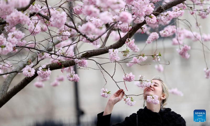 A woman sniff at cherry blossoms in London, Britain, March 22, 2023. Photo: Xinhua
