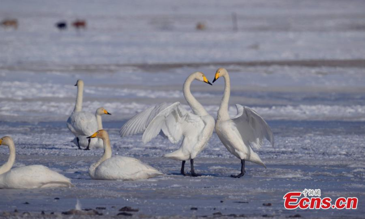 Migratory birds rest at Bayanbulak Wetland in northwest China's Xinjiang Uyghur Autonomous Region in Spring. Photo:China News Service
